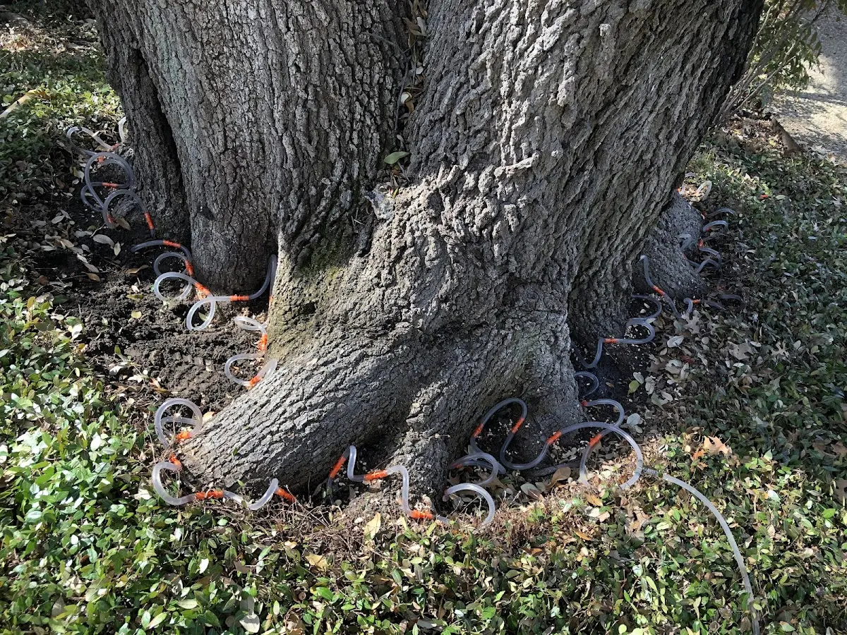 Detailed Tree Cabling and Bracing job site in Haledon