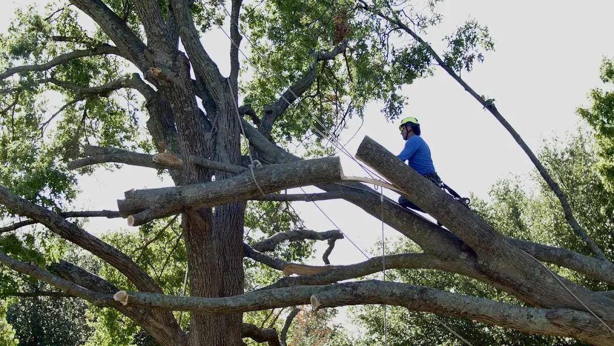 Professional Crown Thinning performed by certified arborists in Haledon